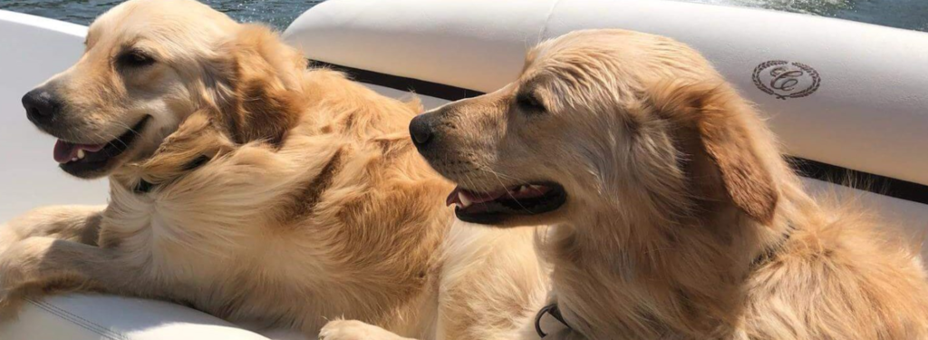 golden retrievers on a boat