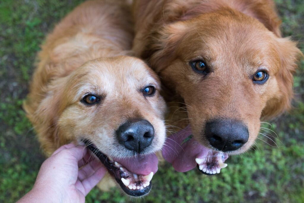 axel and jackson rescue golden retrievers