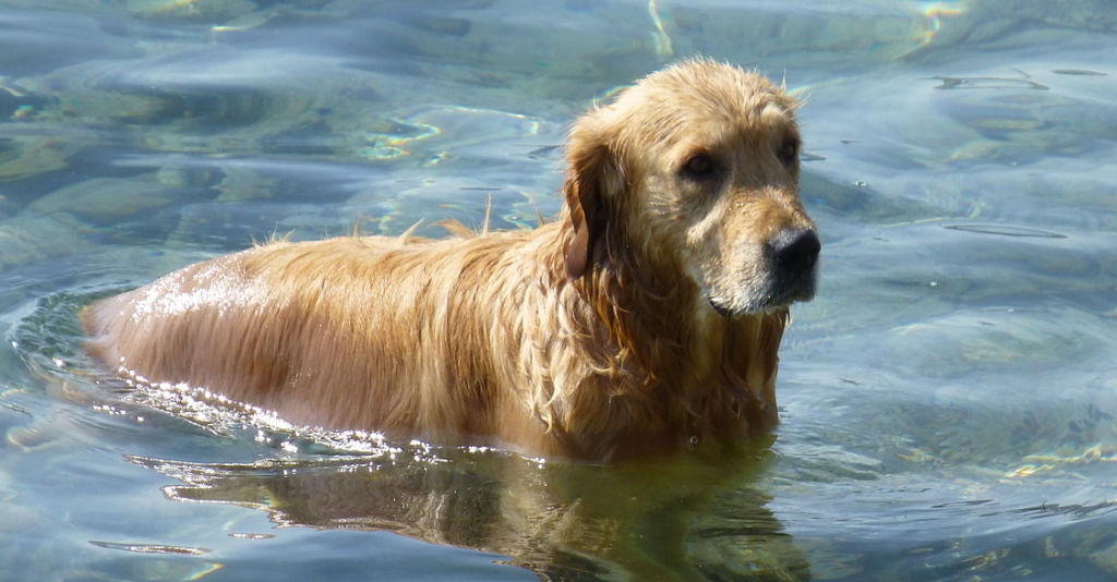 golden retriever clubs virginia