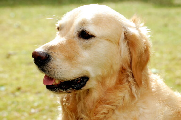 Rescue a Golden Retriever: Shelters, Adoption and Care Advice