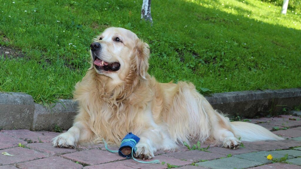 golden retriever rescue alabama