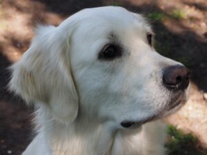 Lowcountry golden retriever sales rescue