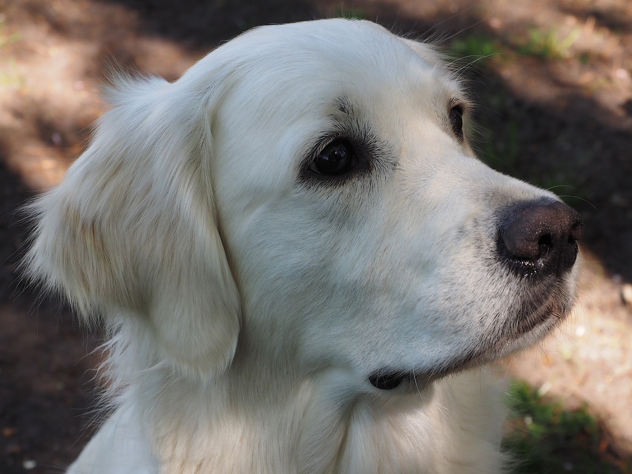 Top 4 Golden Retriever Rescues In South Carolina - Adopt Now!