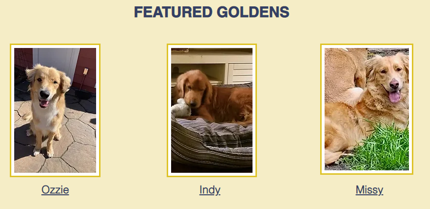 Foothills golden hot sale retriever rescue