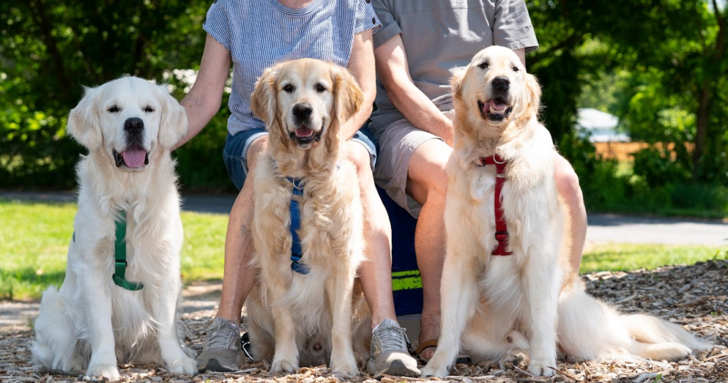 Adopt a golden store retriever by state