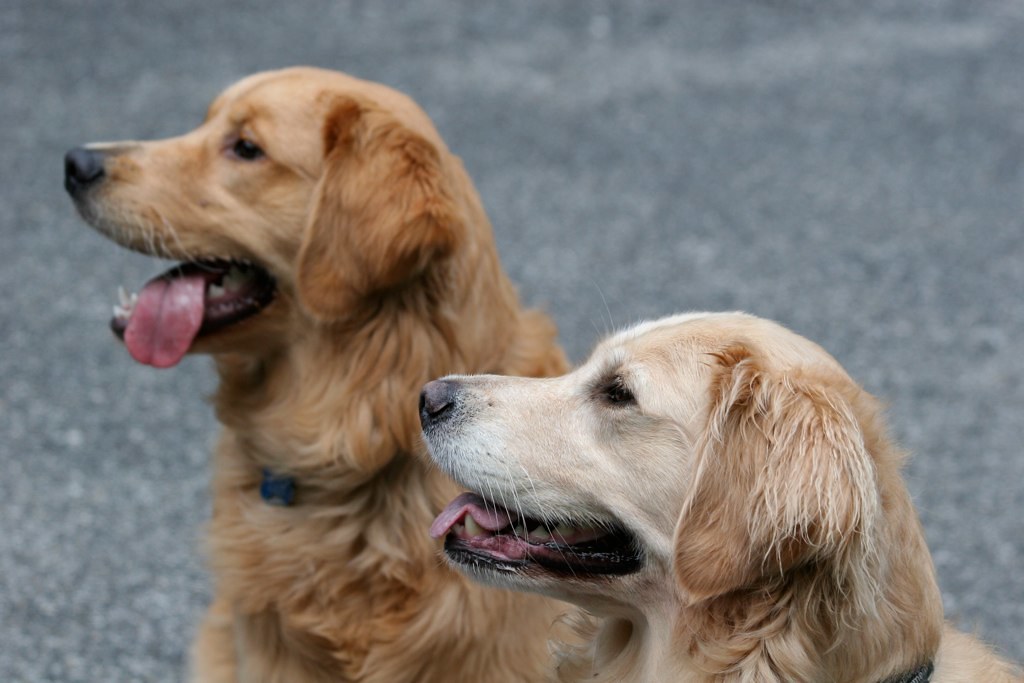 golden retriever rescues in tennessee